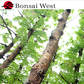 Bonsai West: A full-service bonsai nursery, retail center and gallery
